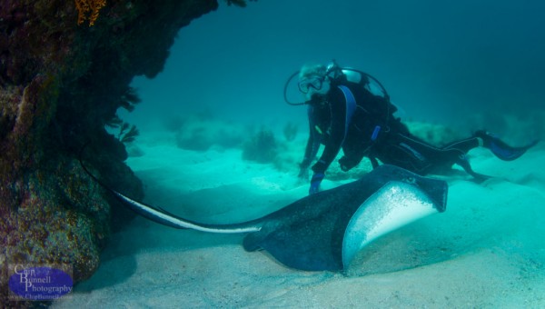 Chip Bunnell Photogarphy Underwater