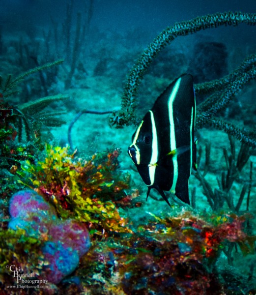 Chip Bunnell Photography Gray Angel Fish